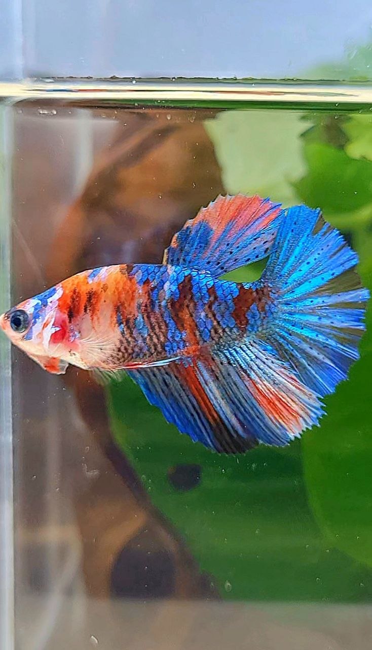 FEMALE HALFMOON ROSETAIL ORANGE BLUE GALAXY MULTICOLOR BETTA FISH