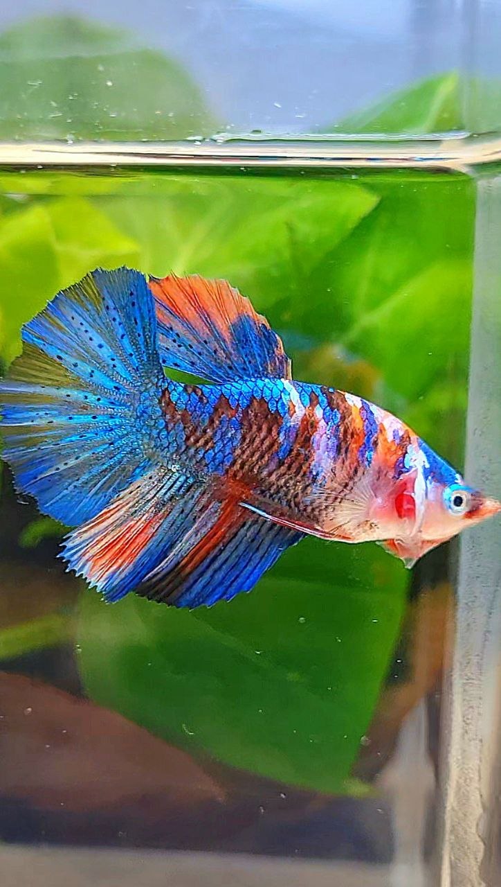 FEMALE HALFMOON ROSETAIL ORANGE BLUE GALAXY MULTICOLOR BETTA FISH