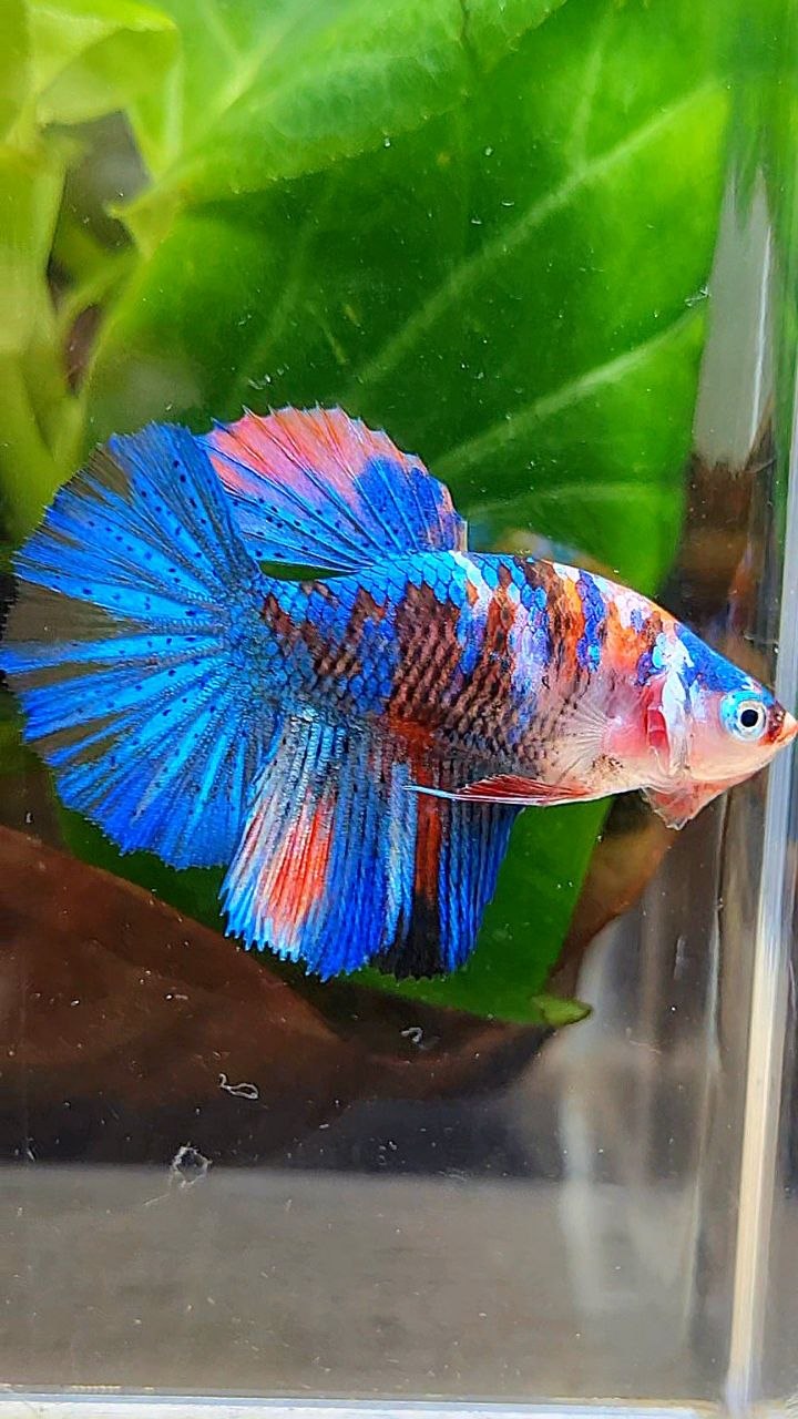 FEMALE HALFMOON ROSETAIL ORANGE BLUE GALAXY MULTICOLOR BETTA FISH