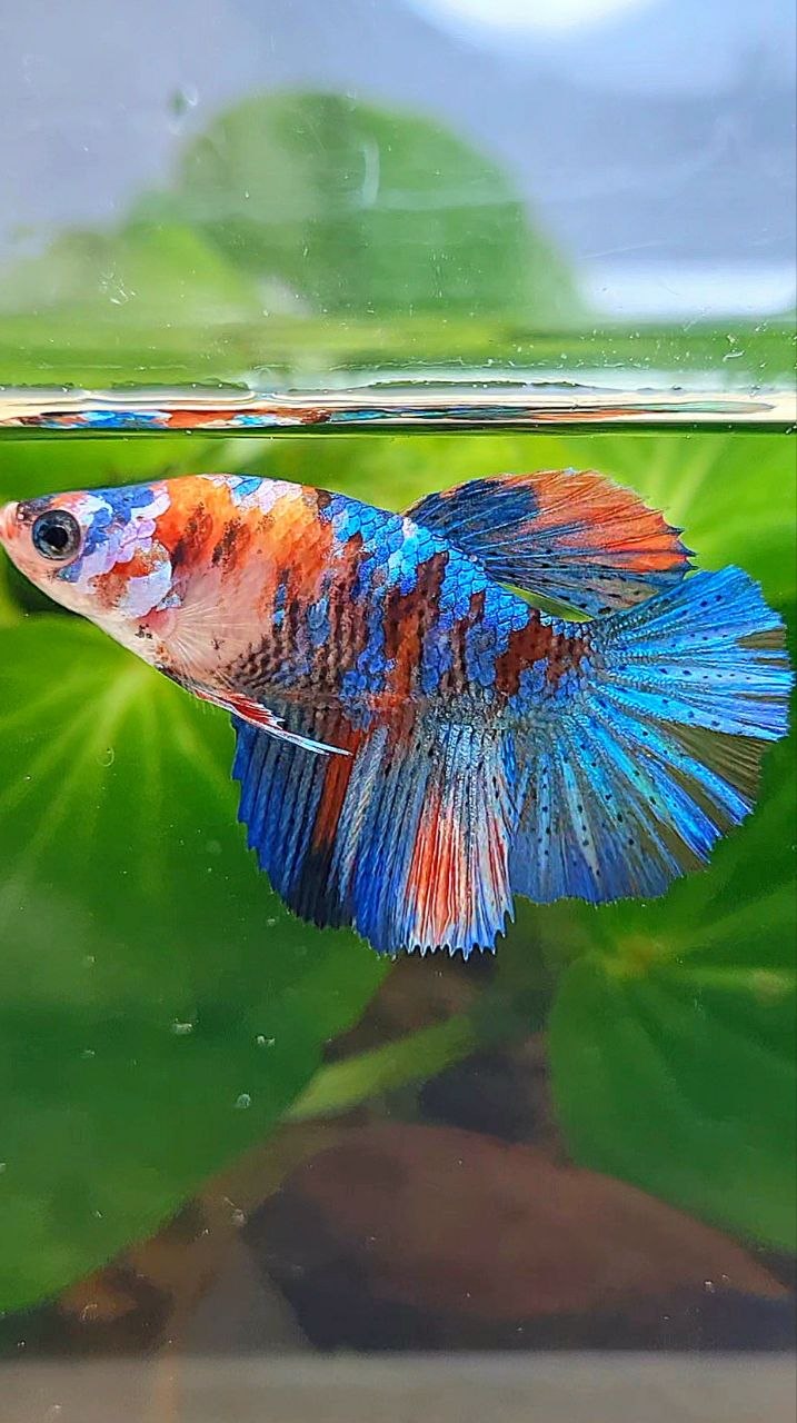 FEMALE HALFMOON ROSETAIL ORANGE BLUE GALAXY MULTICOLOR BETTA FISH