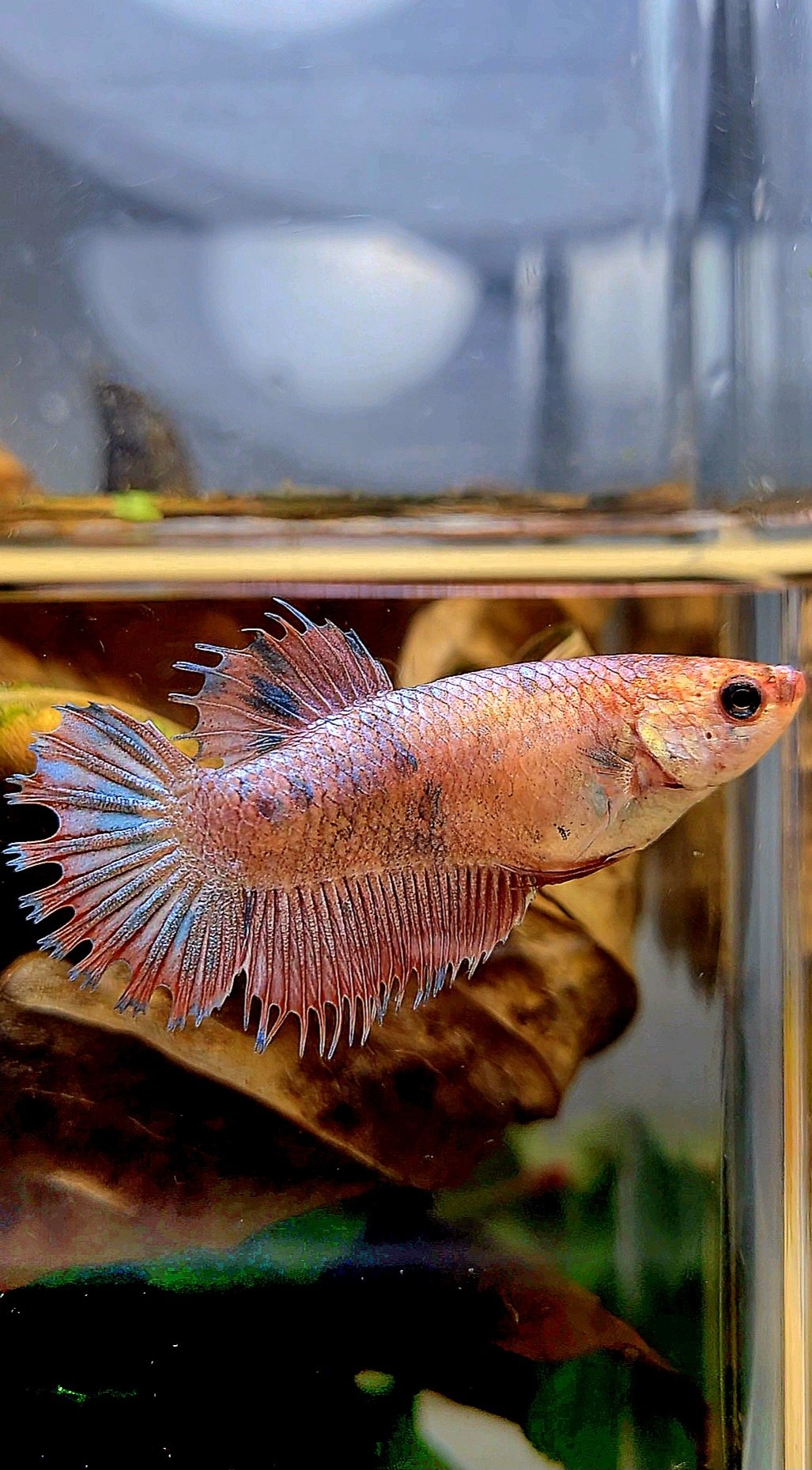FEMALE CROWNTAIL PLAKAT FLAMINGGO DOTS MARBLE BETTA FISH