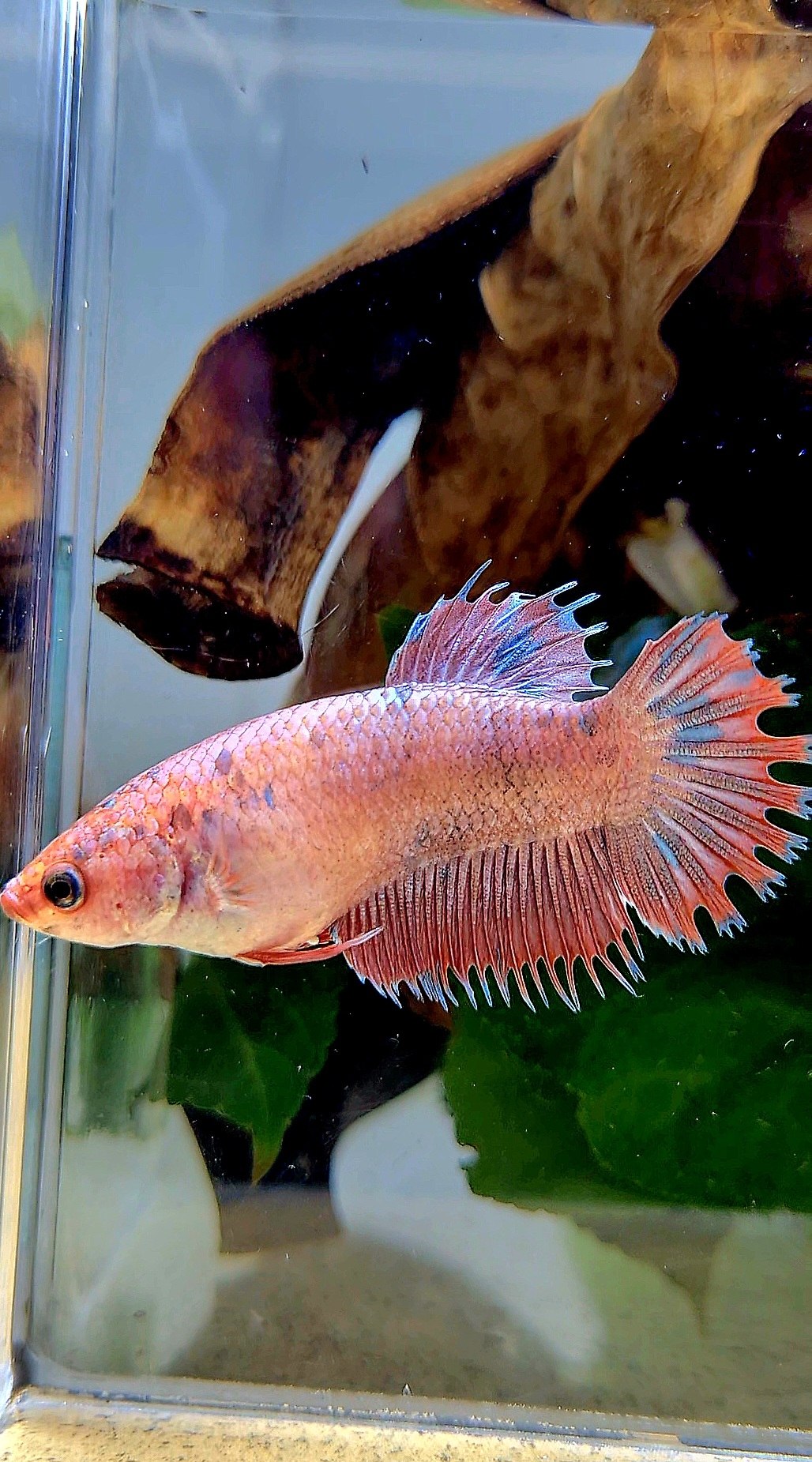 FEMALE CROWNTAIL PLAKAT FLAMINGGO DOTS MARBLE BETTA FISH