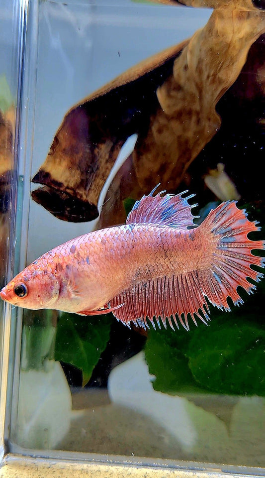 FEMALE CROWNTAIL PLAKAT FLAMINGGO DOTS MARBLE BETTA FISH