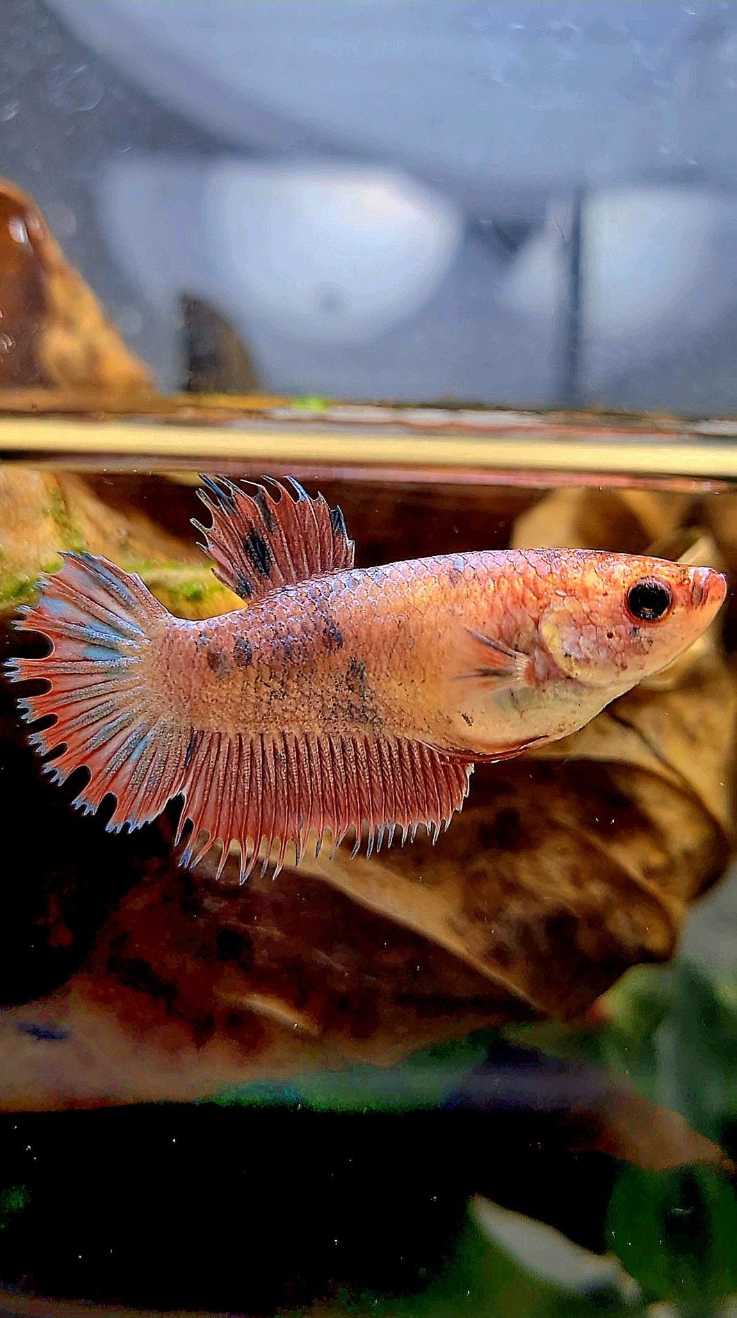 FEMALE CROWNTAIL PLAKAT FLAMINGGO DOTS MARBLE BETTA FISH