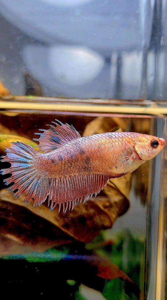FEMALE CROWNTAIL PLAKAT FLAMINGGO DOTS MARBLE BETTA FISH