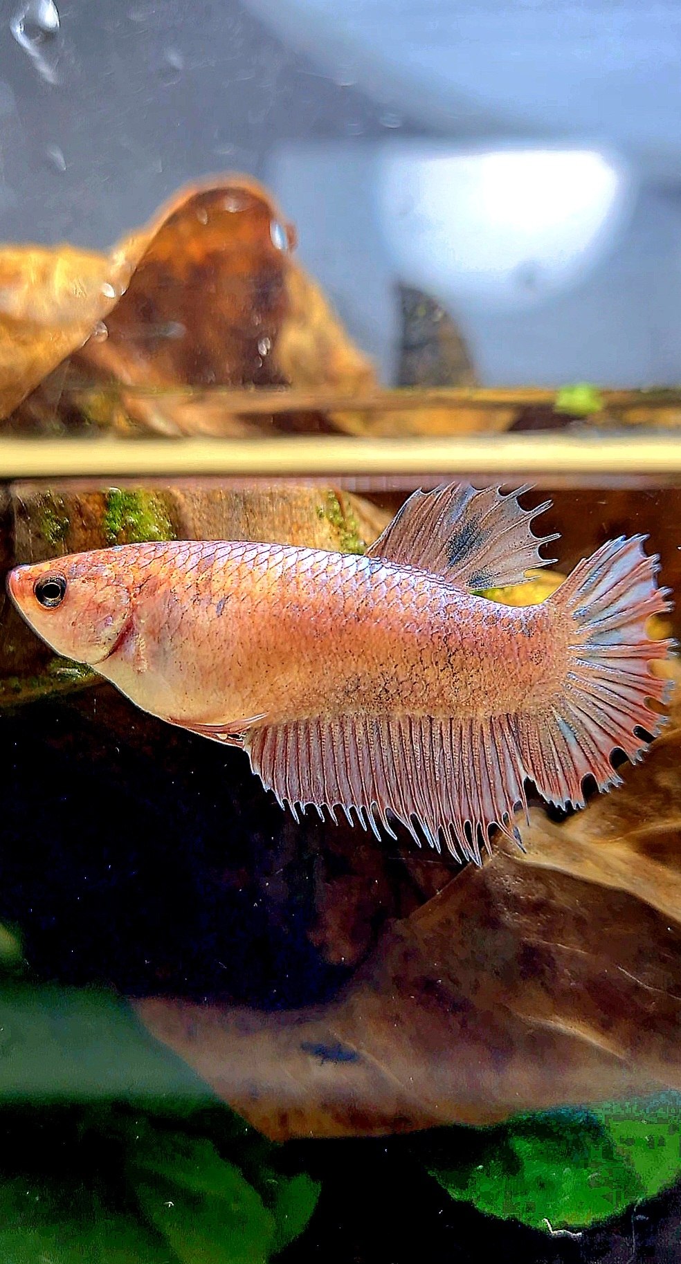 FEMALE CROWNTAIL PLAKAT FLAMINGGO DOTS MARBLE BETTA FISH