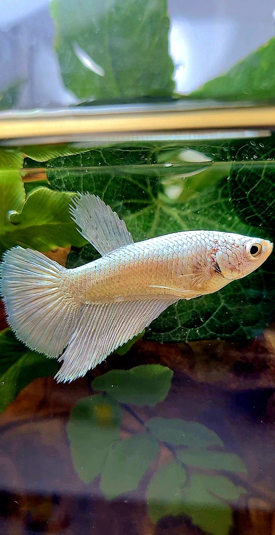 FEMALE HALFMOON COPPER RIM BETTA FISH