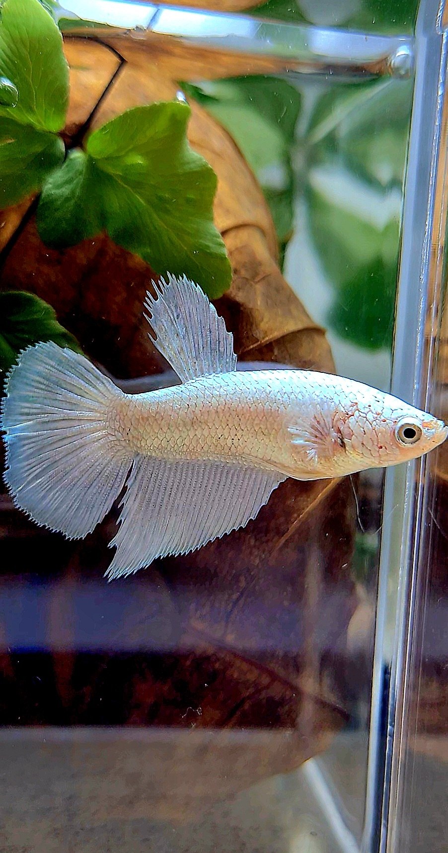FEMALE HALFMOON COPPER RIM BETTA FISH