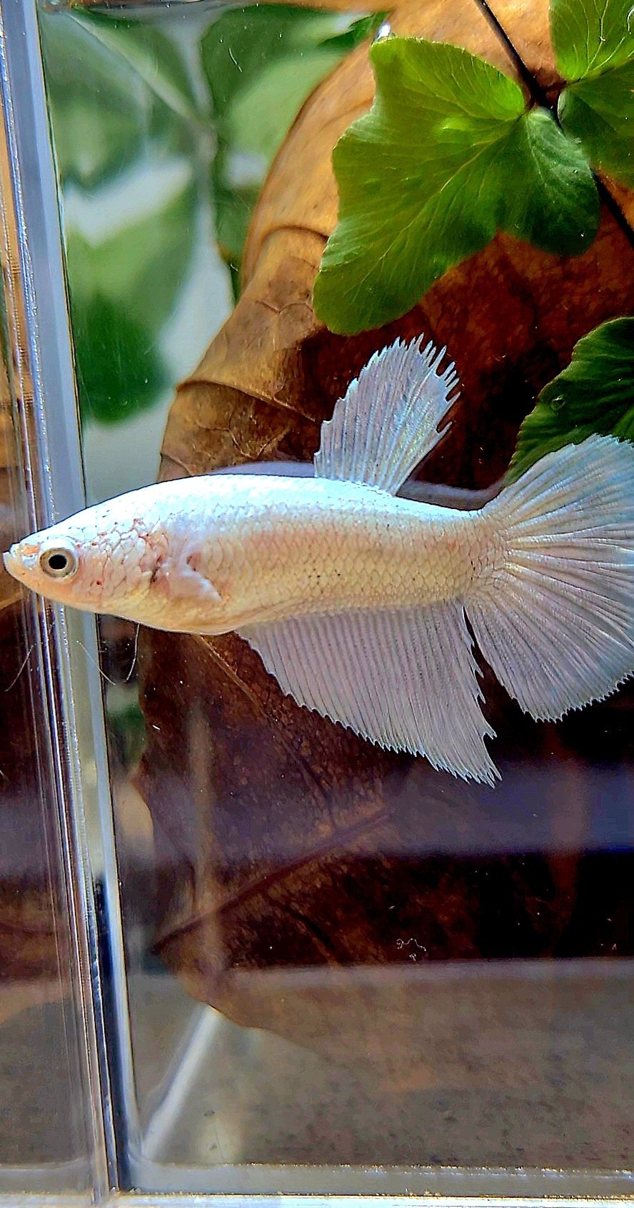 FEMALE HALFMOON COPPER RIM BETTA FISH
