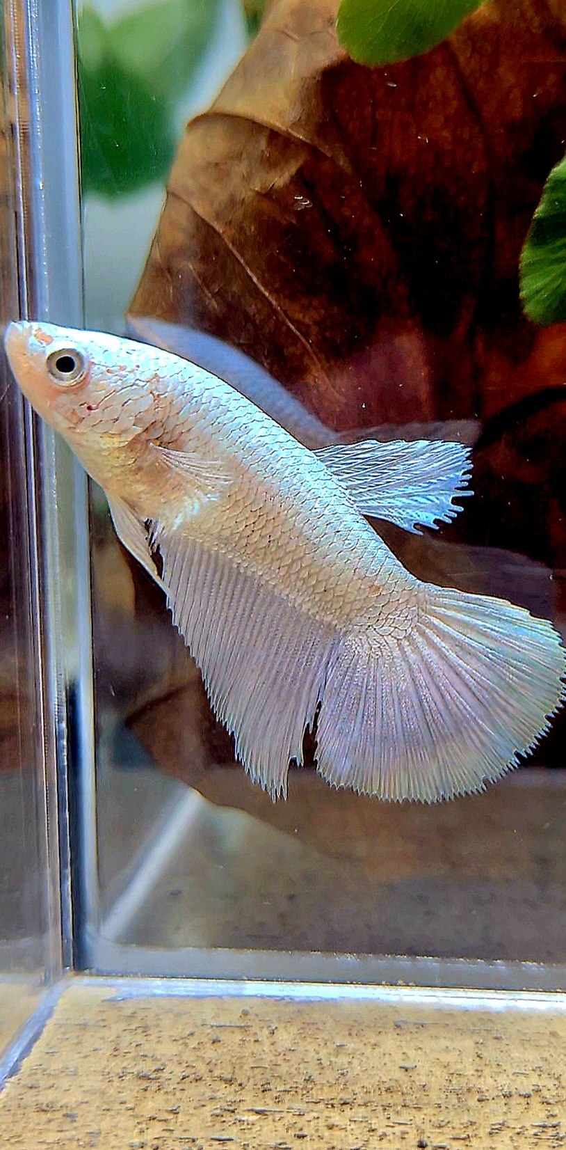 FEMALE HALFMOON COPPER RIM BETTA FISH