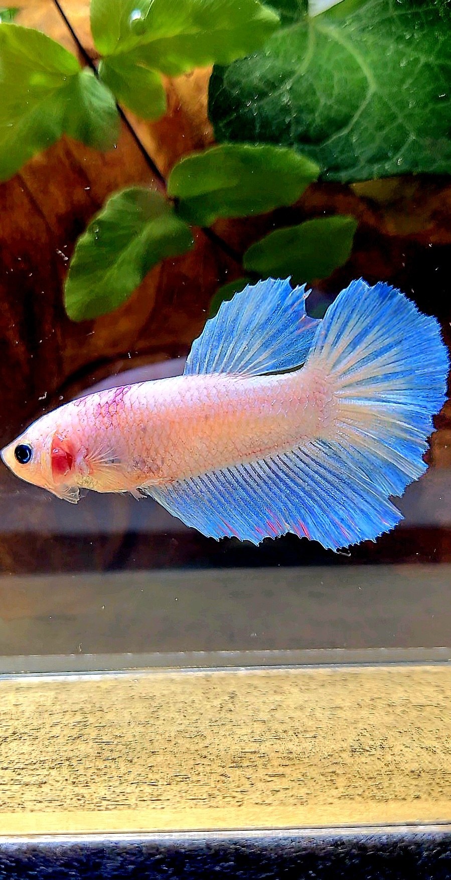 XL FEMALE HALFMOON PINK WASH WHITE BETTA FISH
