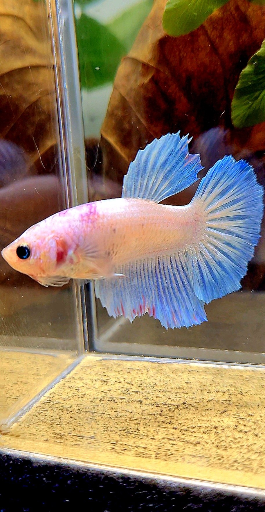 XL FEMALE HALFMOON PINK WASH WHITE BETTA FISH