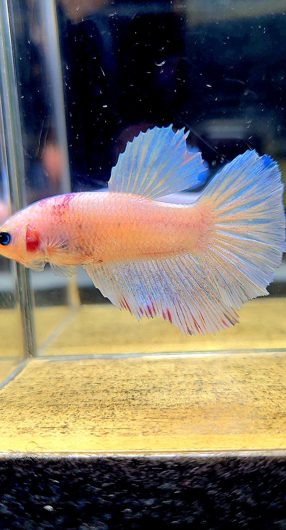 XL FEMALE HALFMOON PINK WASH WHITE BETTA FISH