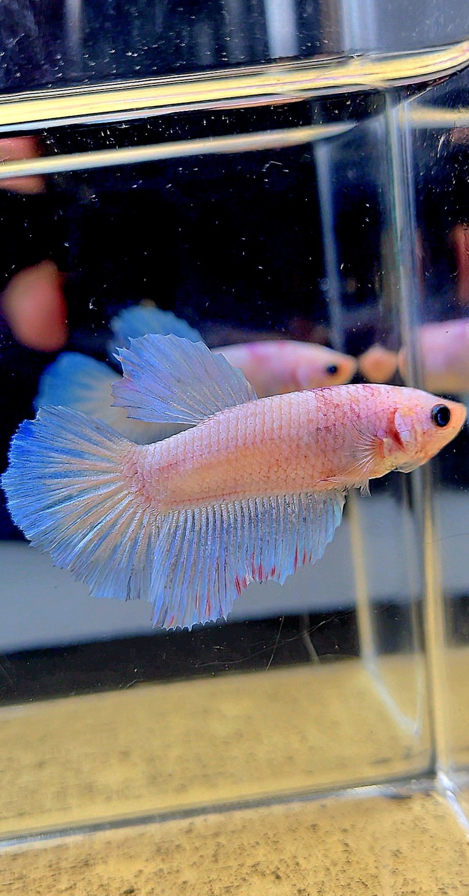 XL FEMALE HALFMOON PINK WASH WHITE BETTA FISH