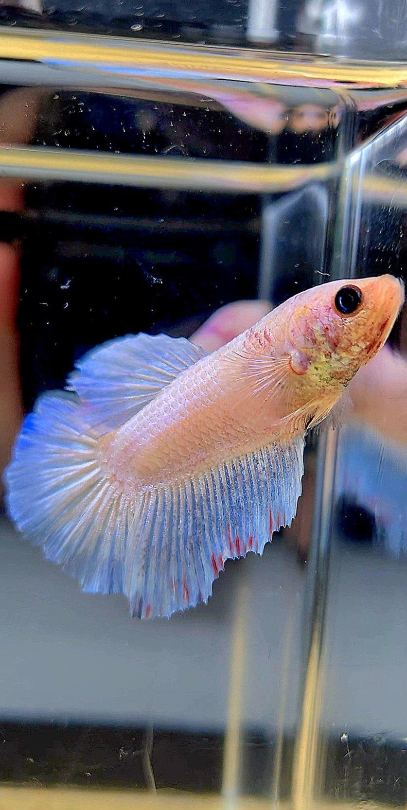 XL FEMALE HALFMOON PINK WASH WHITE BETTA FISH