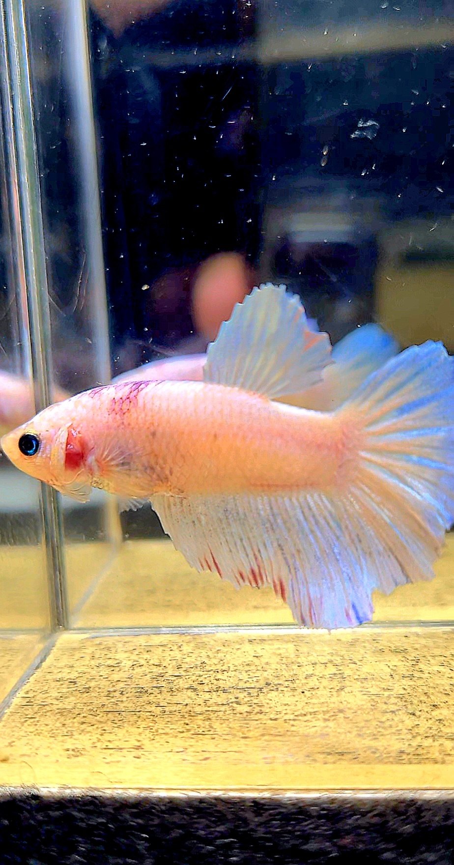 XL FEMALE HALFMOON PINK WASH WHITE BETTA FISH