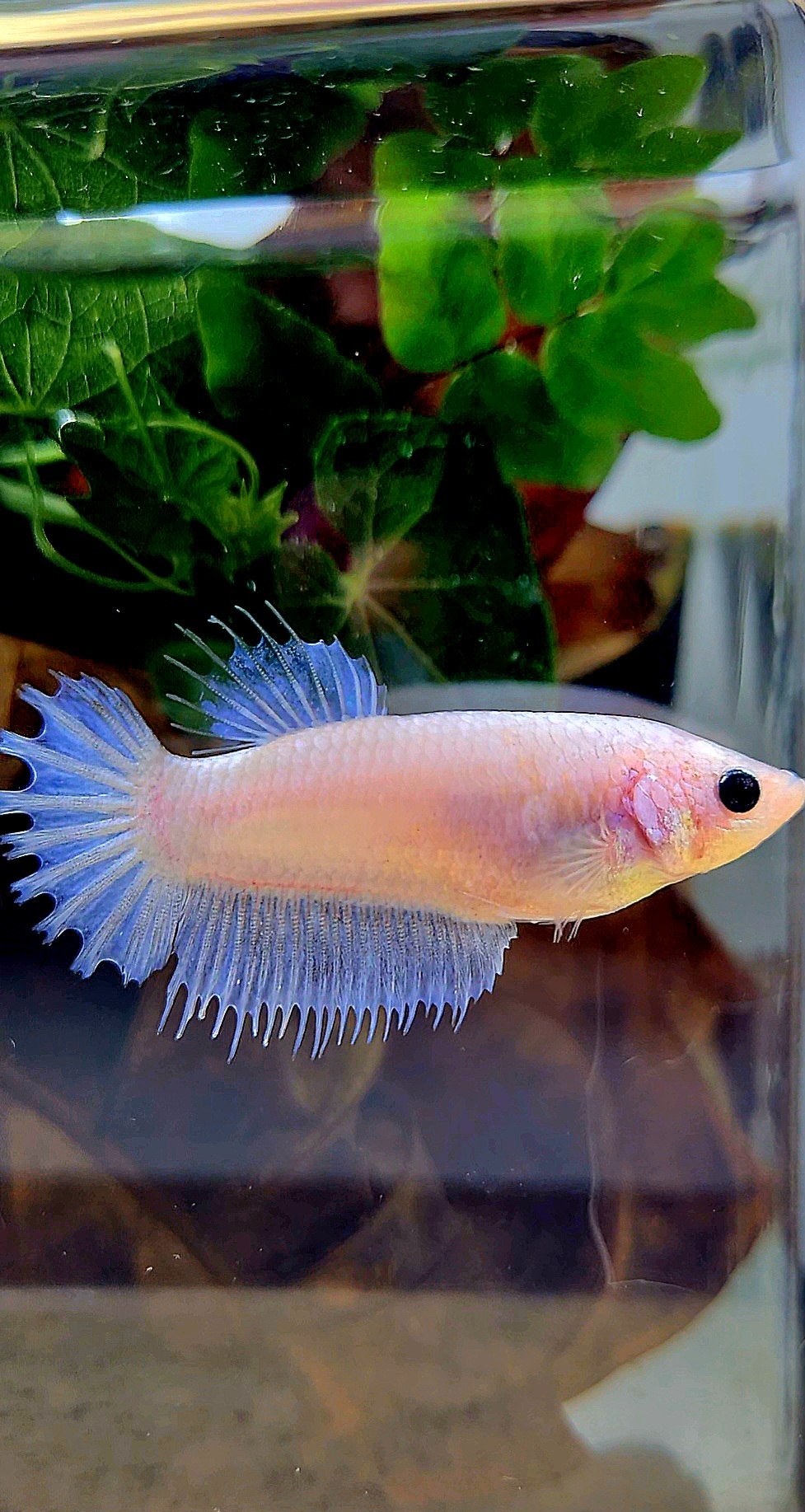 FEMALE CROWNTAIL WHITE CELLOPHANE BETTA FISH