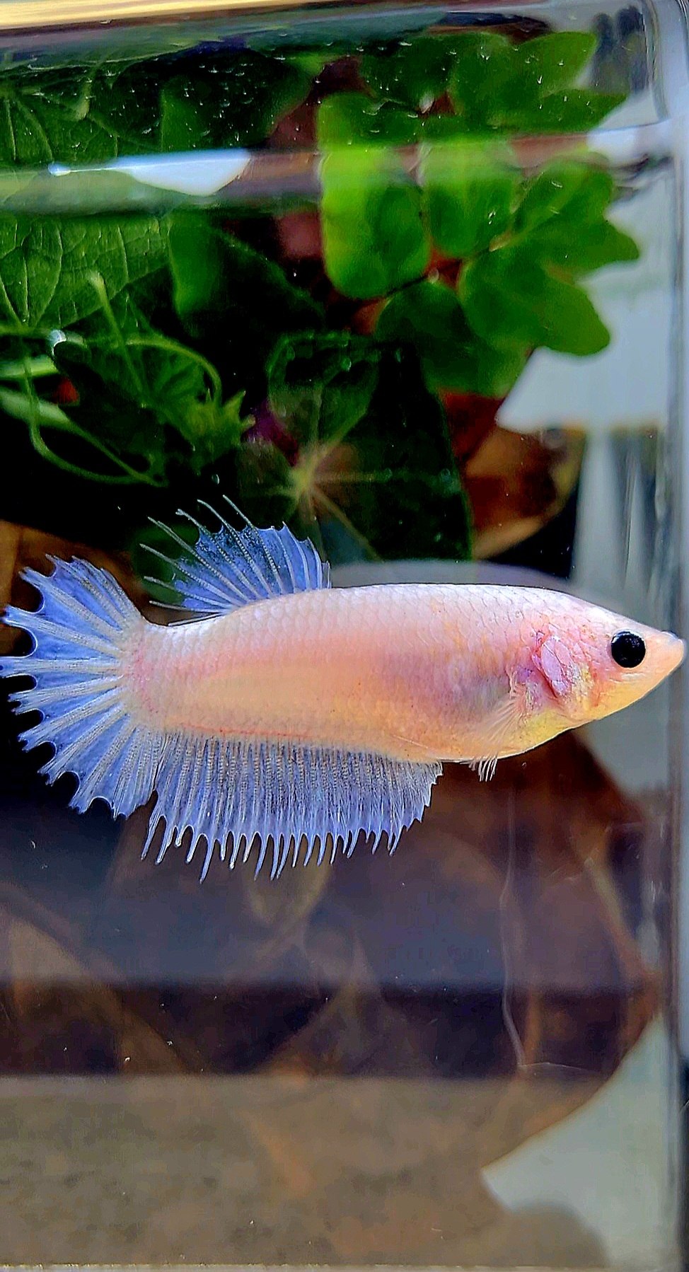 FEMALE CROWNTAIL WHITE CELLOPHANE BETTA FISH