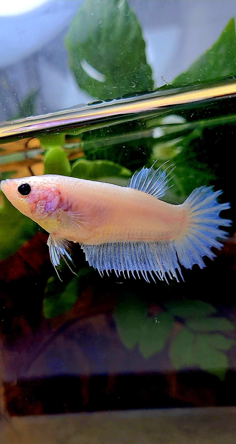 FEMALE CROWNTAIL WHITE CELLOPHANE BETTA FISH