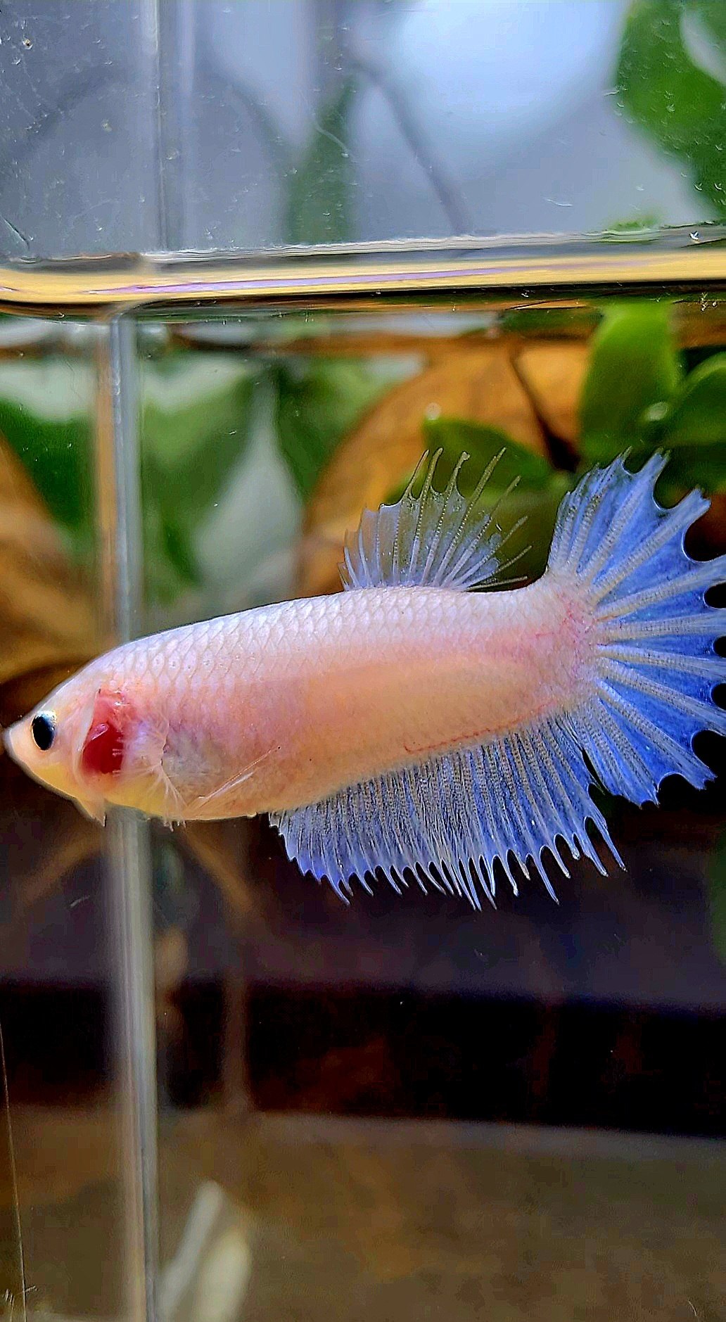 FEMALE CROWNTAIL WHITE CELLOPHANE BETTA FISH
