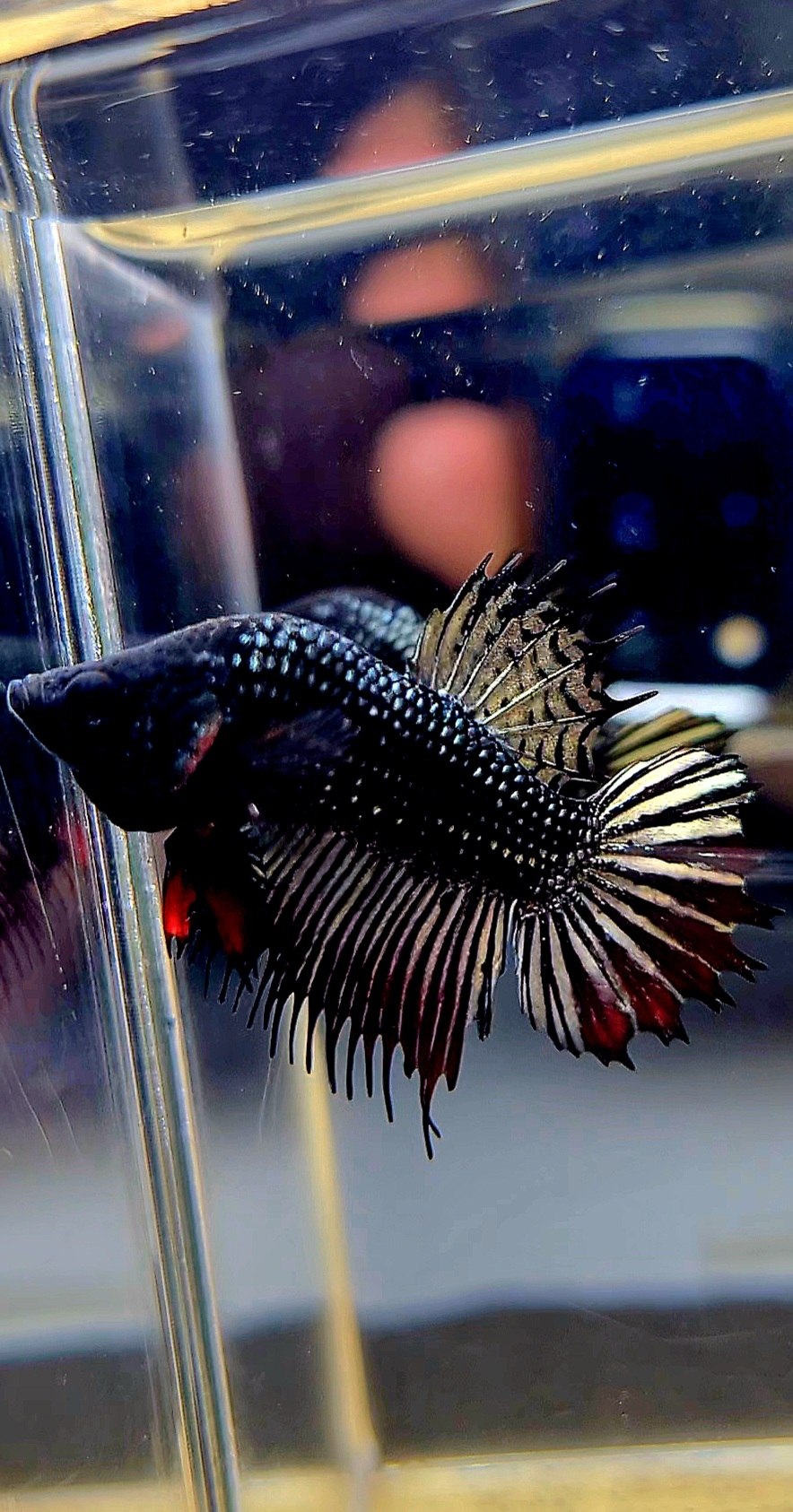 CROWNTAIL PLAKAT COPPER IMBELIS HYBRID WILD BETTA FISH