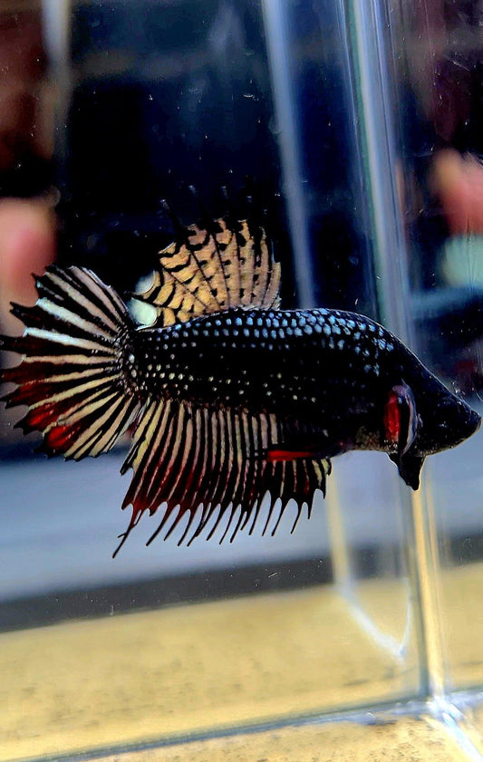 CROWNTAIL PLAKAT COPPER IMBELIS HYBRID WILD BETTA FISH