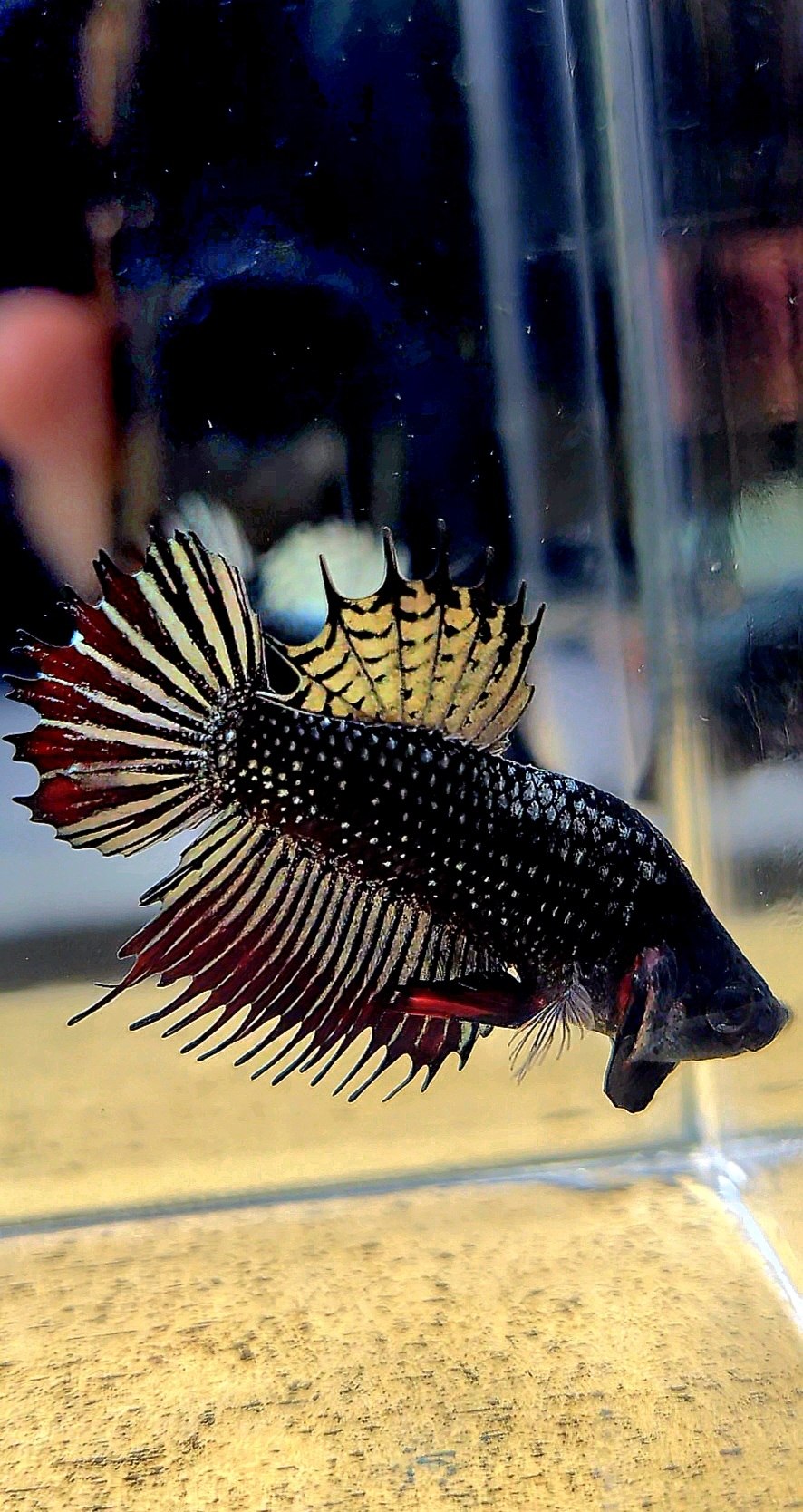 CROWNTAIL PLAKAT COPPER IMBELIS HYBRID WILD BETTA FISH