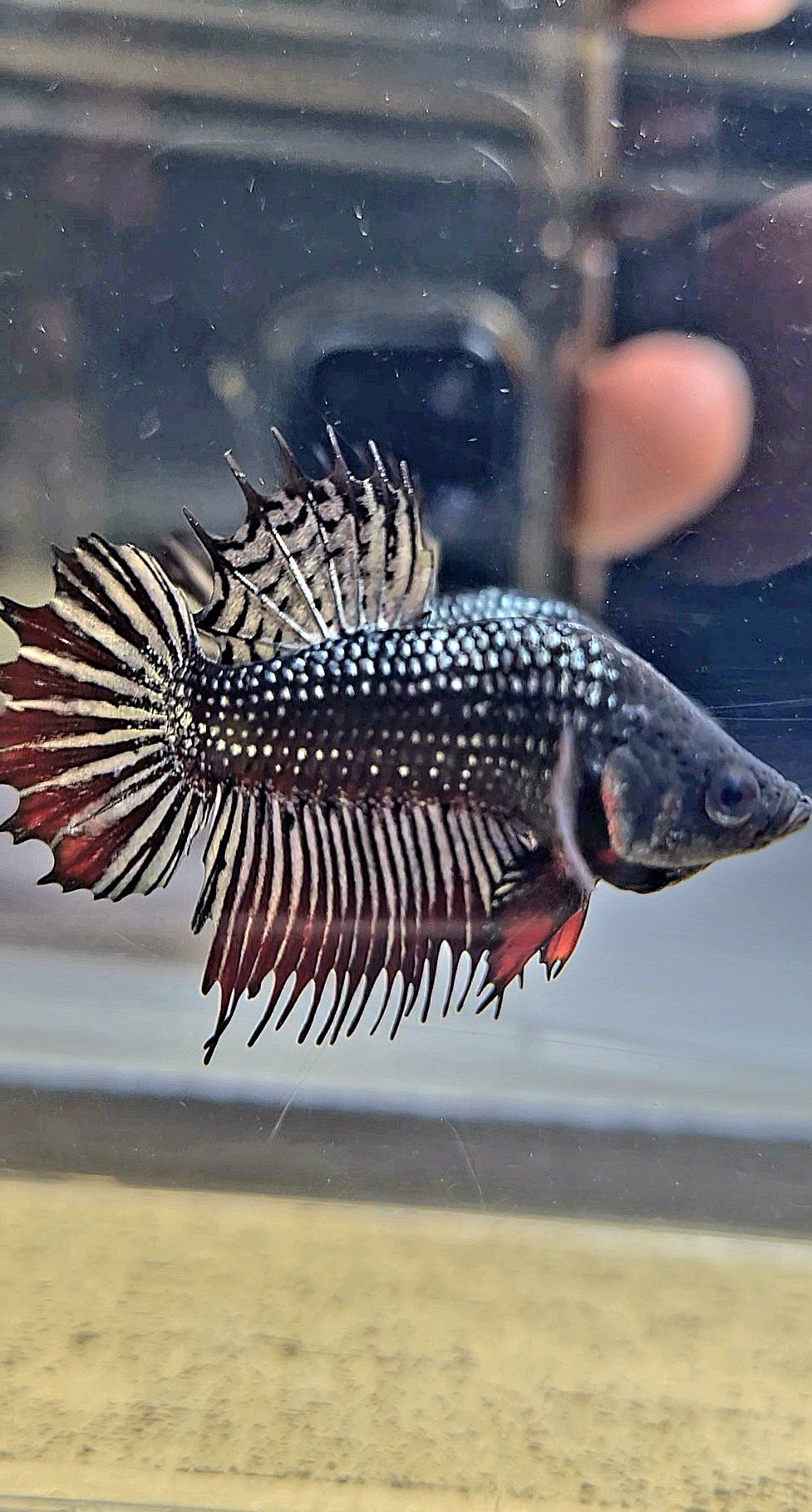 CROWNTAIL PLAKAT COPPER IMBELIS HYBRID WILD BETTA FISH