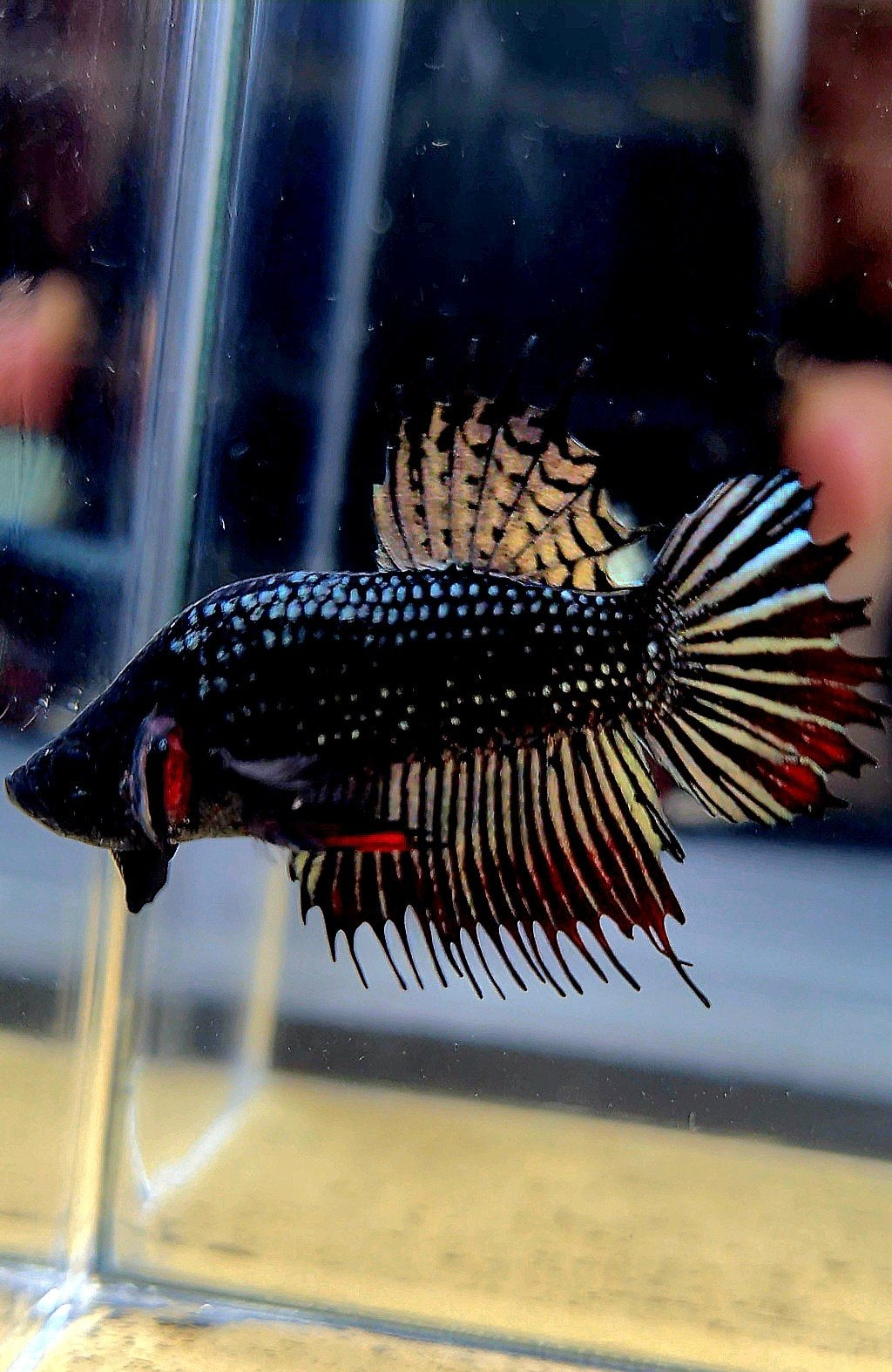 CROWNTAIL PLAKAT COPPER IMBELIS HYBRID WILD BETTA FISH