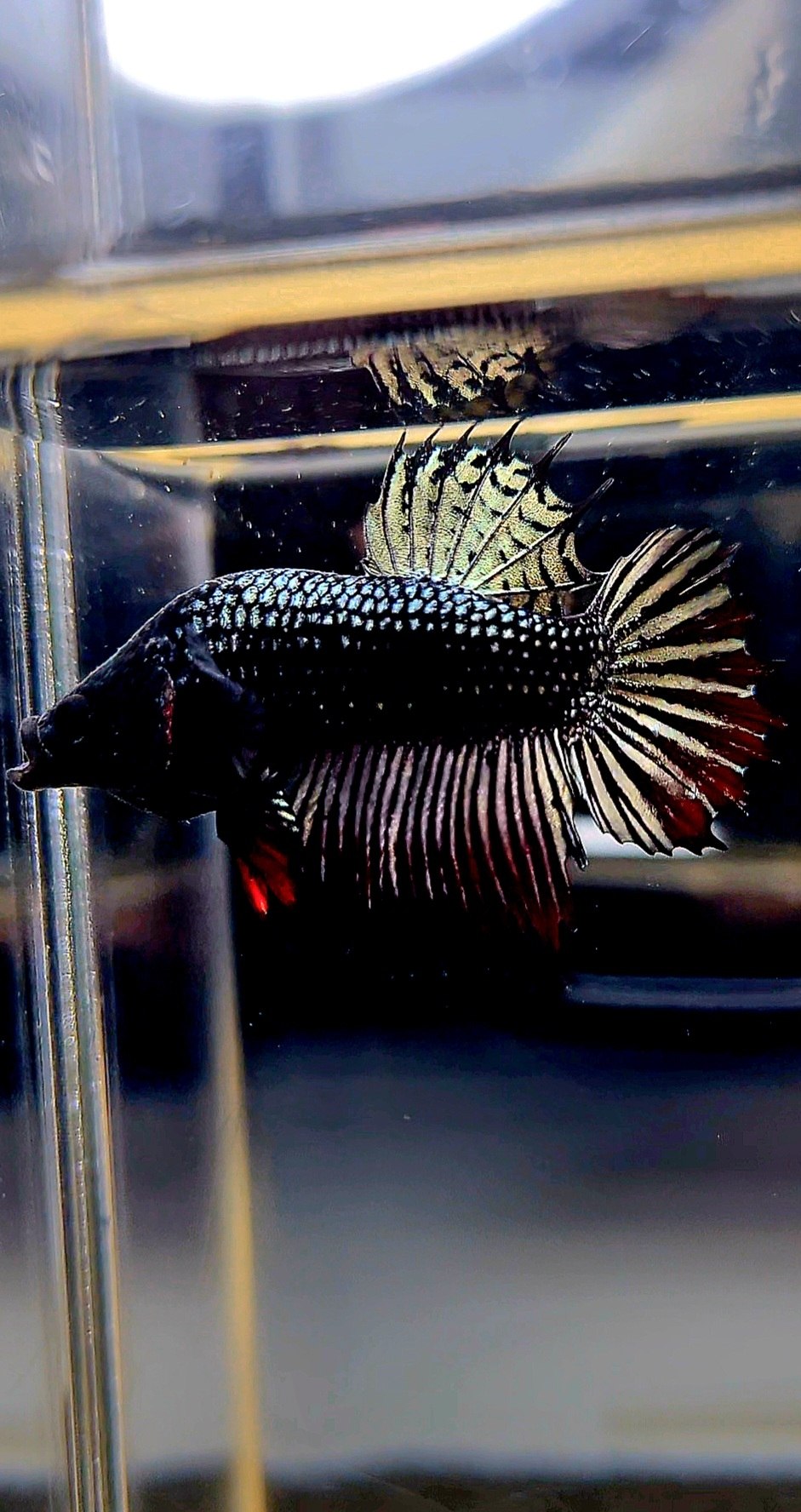 CROWNTAIL PLAKAT COPPER IMBELIS HYBRID WILD BETTA FISH