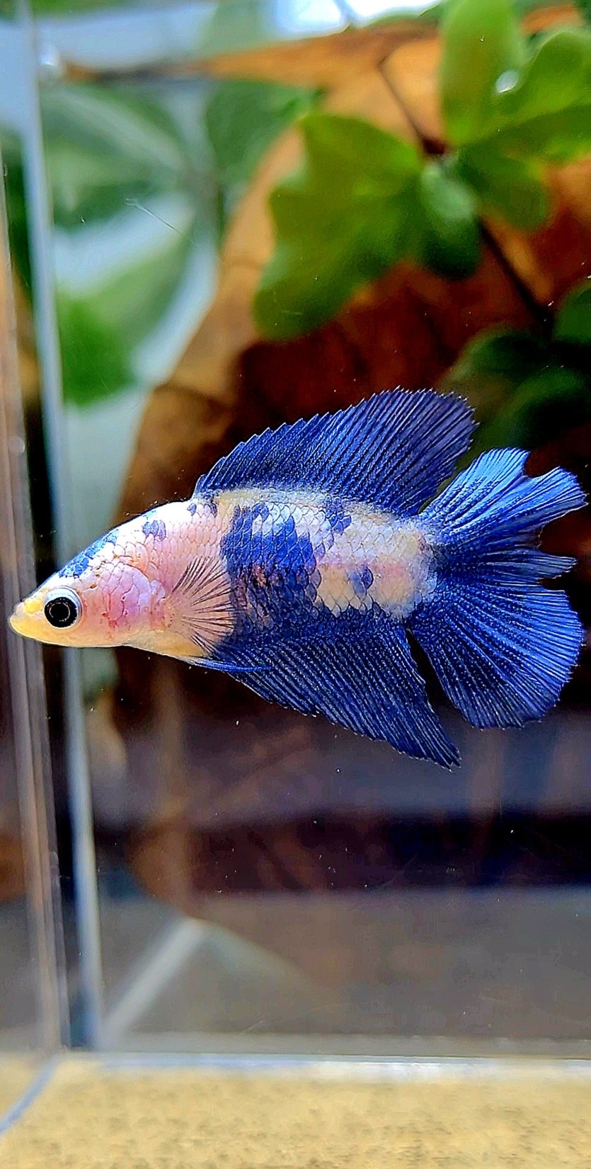FEMALE HALFMOON DOUBLE TAIL BLUE RIM PANDA MARBLE BETTA FISH