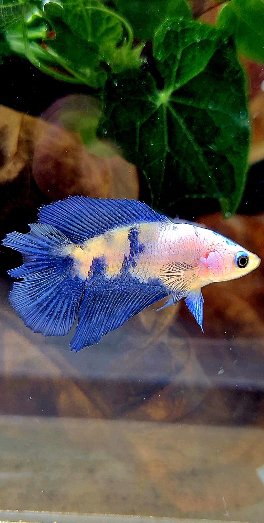 FEMALE HALFMOON DOUBLE TAIL BLUE RIM PANDA MARBLE BETTA FISH