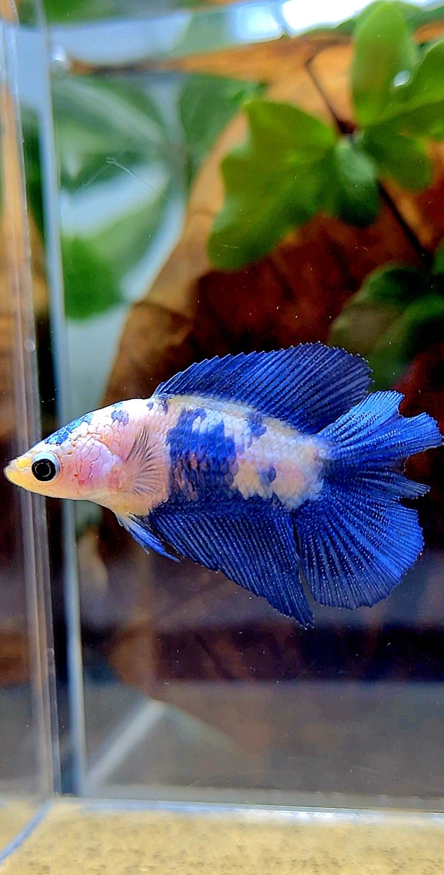 FEMALE HALFMOON DOUBLE TAIL BLUE RIM PANDA MARBLE BETTA FISH