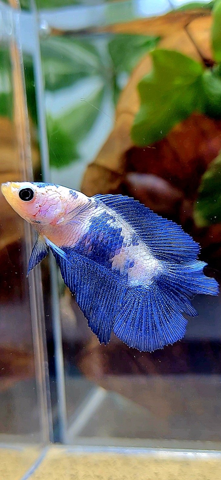 FEMALE HALFMOON DOUBLE TAIL BLUE RIM PANDA MARBLE BETTA FISH