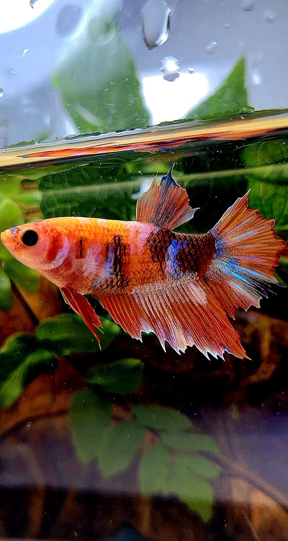 FEMALE HALFMOON ORANGE GALAXY MULTICOLOR BETTA FISH