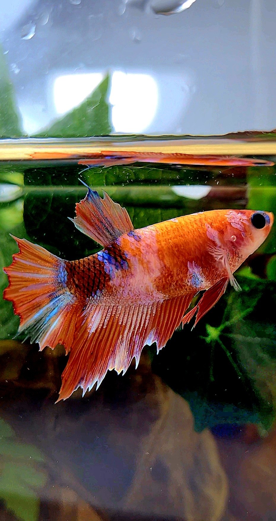 FEMALE HALFMOON ORANGE GALAXY MULTICOLOR BETTA FISH