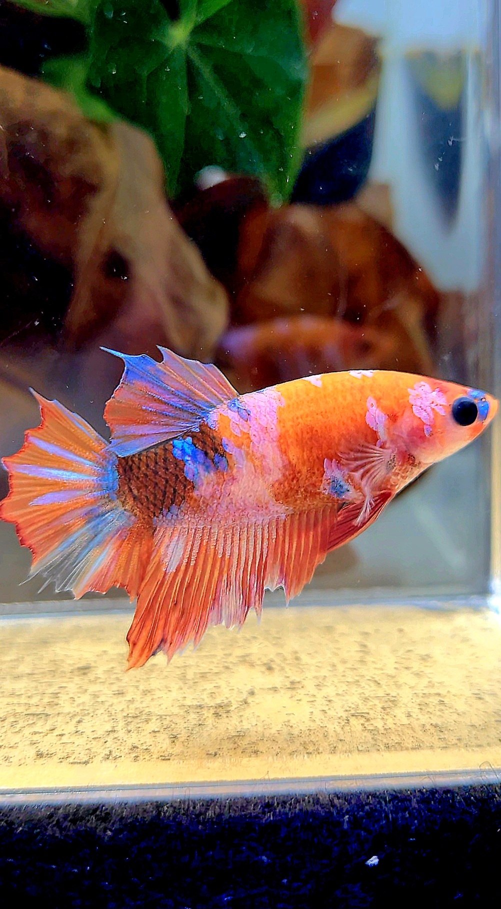 FEMALE HALFMOON ORANGE GALAXY MULTICOLOR BETTA FISH