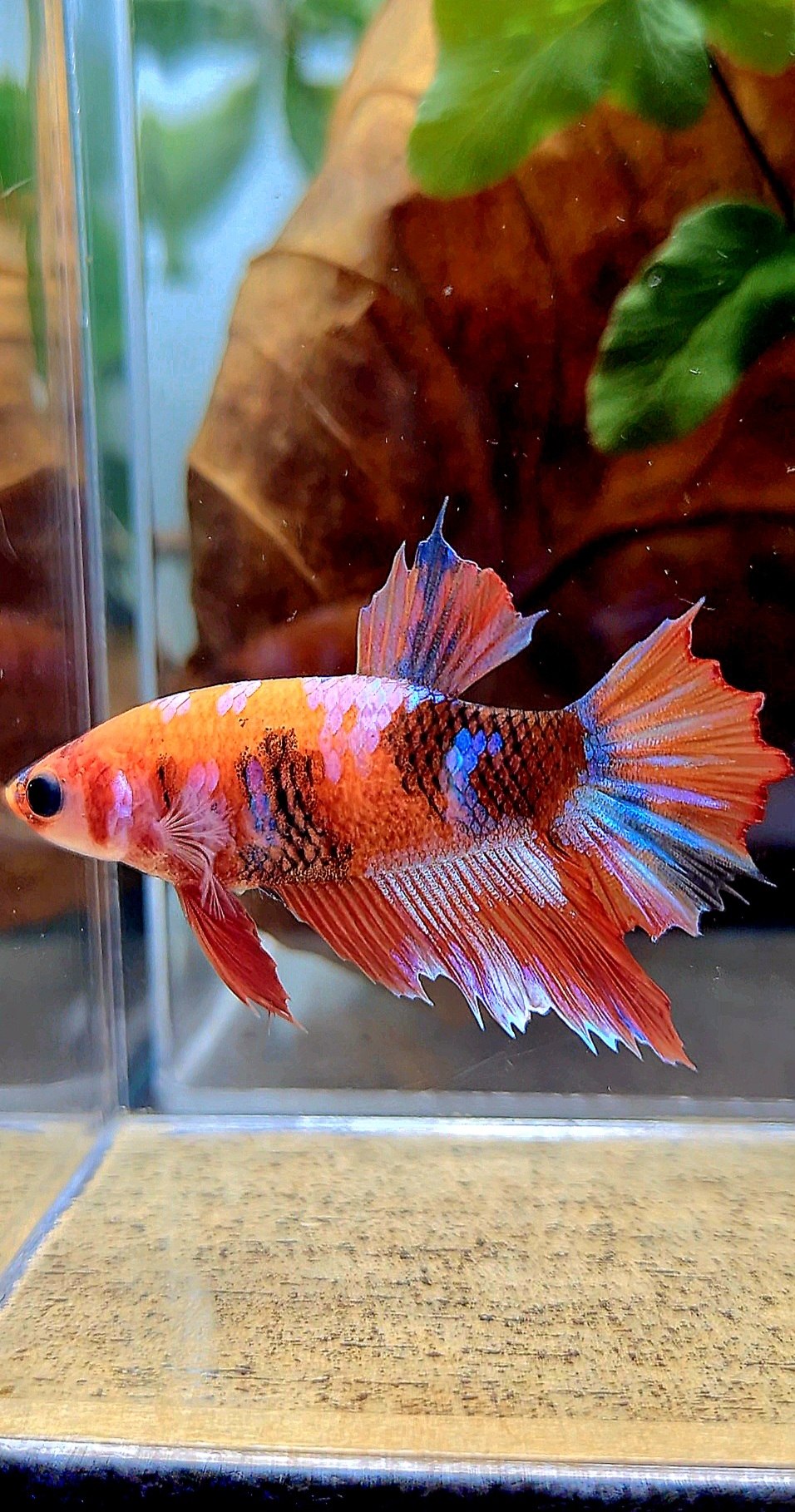 FEMALE HALFMOON ORANGE GALAXY MULTICOLOR BETTA FISH