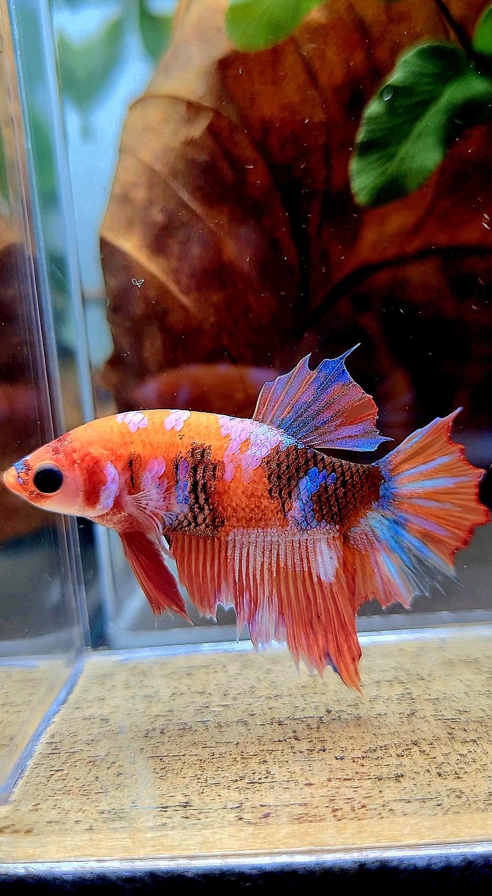 FEMALE HALFMOON ORANGE GALAXY MULTICOLOR BETTA FISH