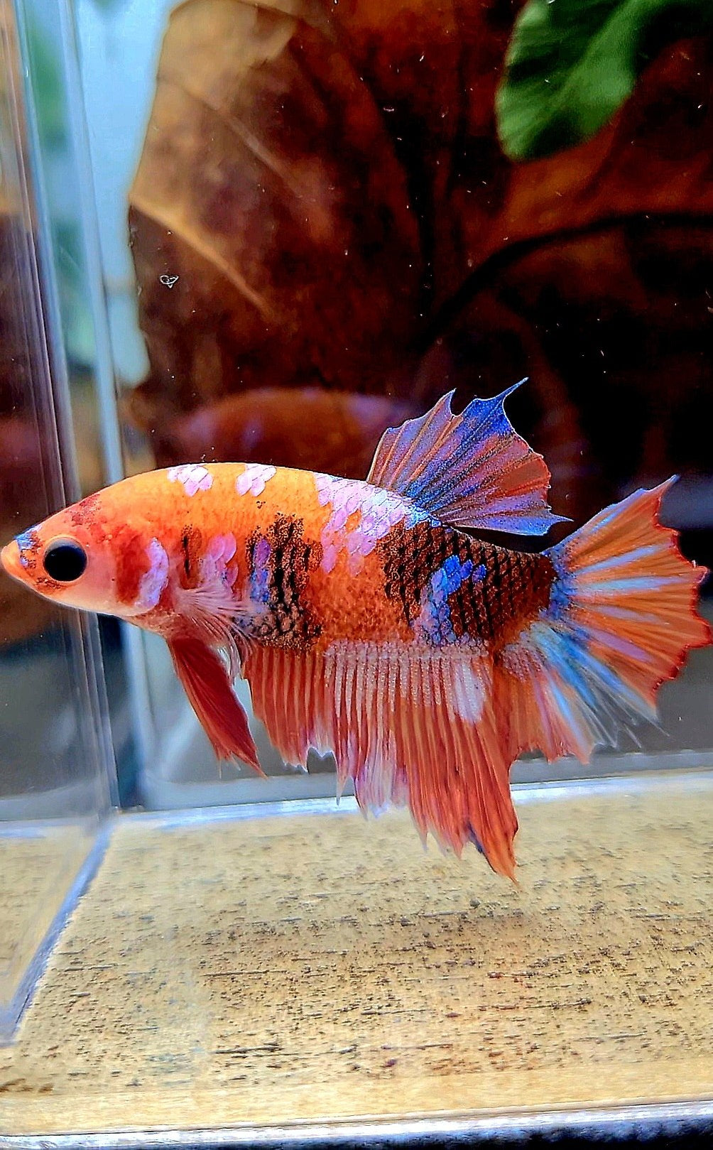 FEMALE HALFMOON ORANGE GALAXY MULTICOLOR BETTA FISH