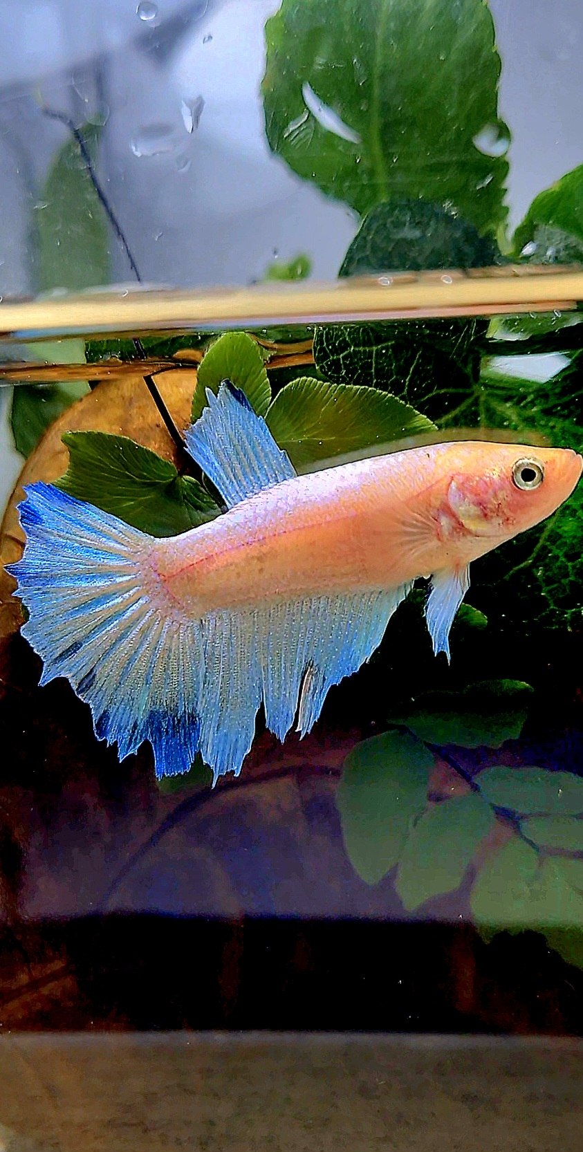 XL FEMALE HALFMOON WHITE BLUE BETTA FISH