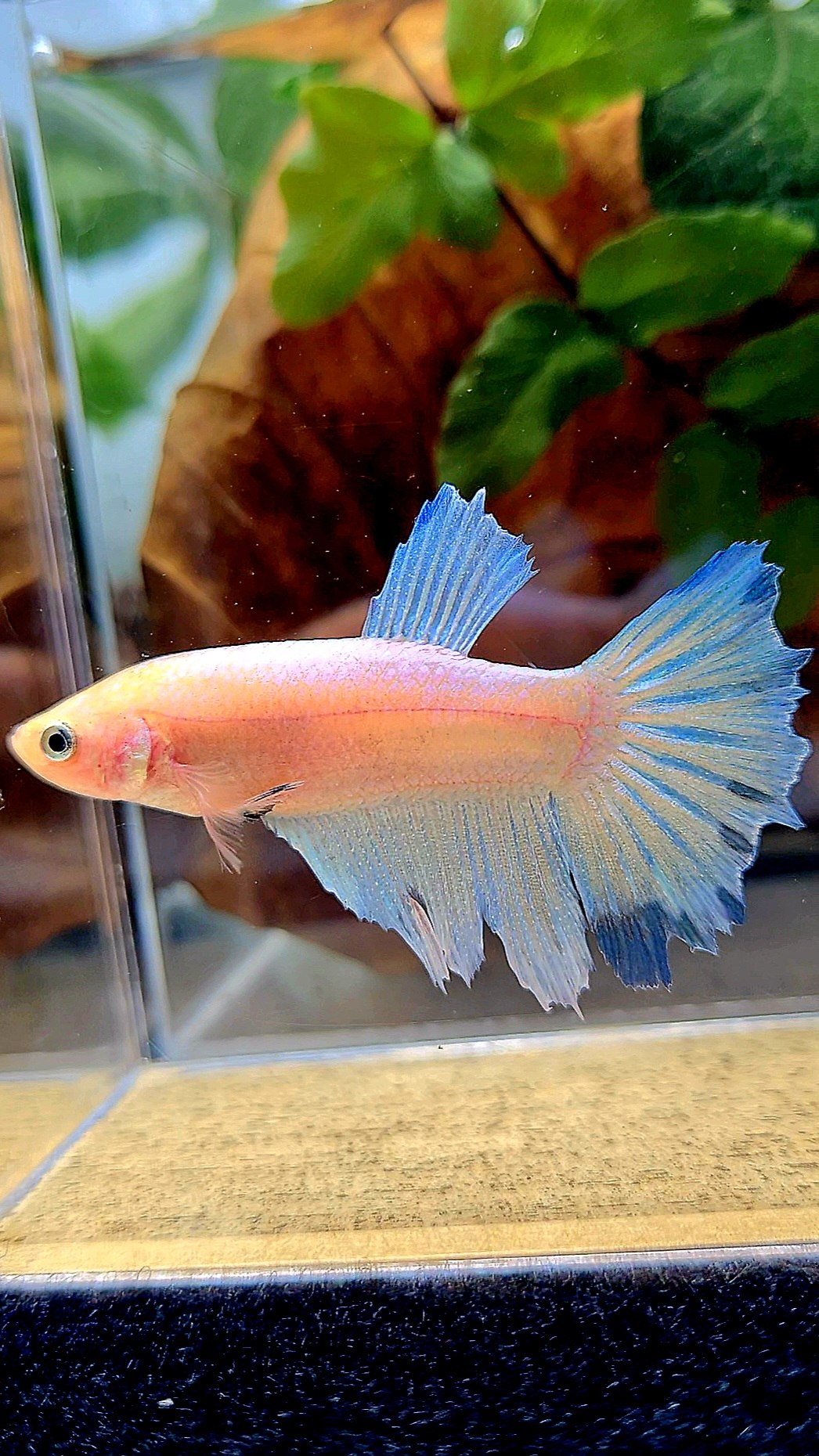 XL FEMALE HALFMOON WHITE BLUE BETTA FISH
