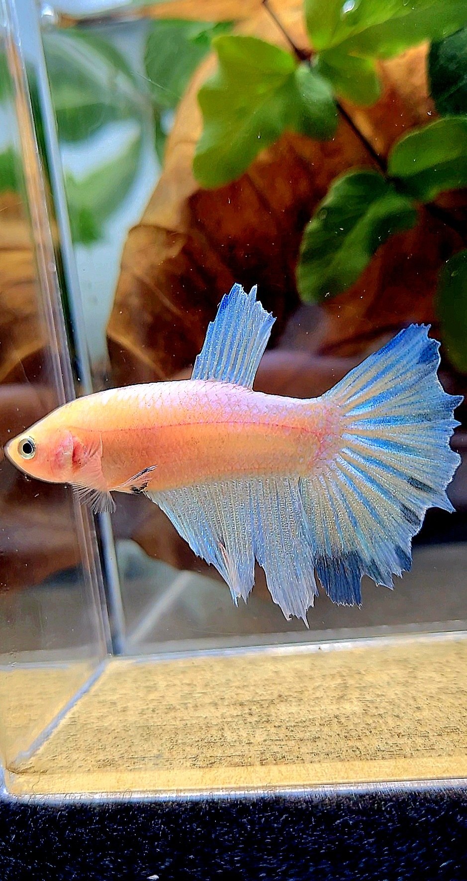 XL FEMALE HALFMOON WHITE BLUE BETTA FISH