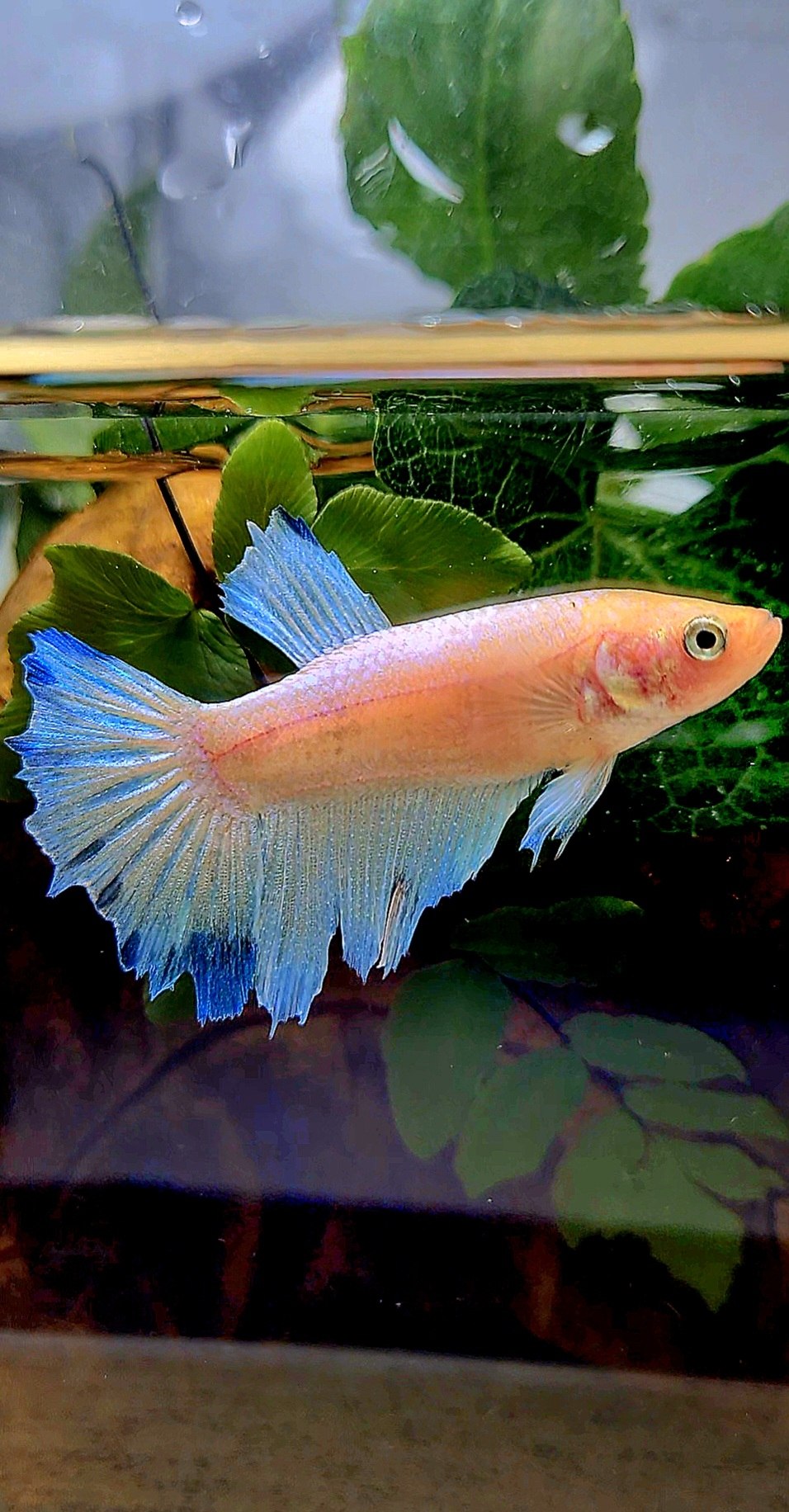 XL FEMALE HALFMOON WHITE BLUE BETTA FISH