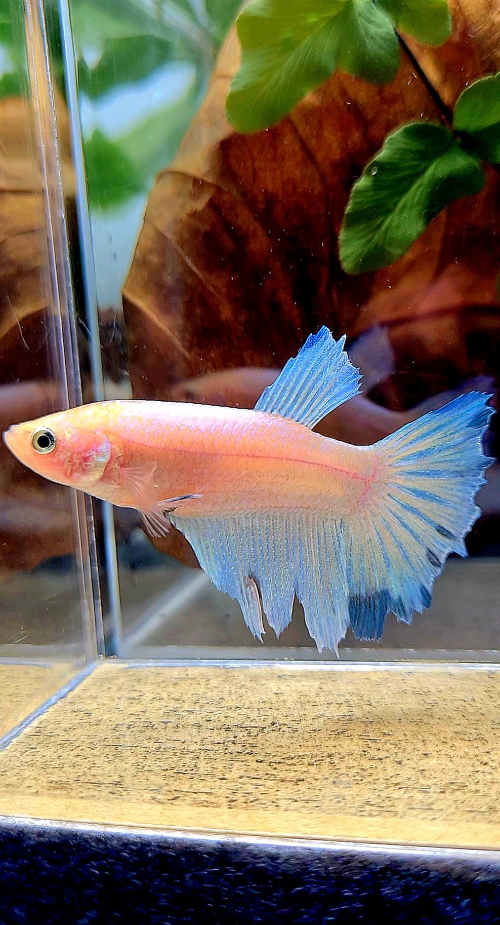 XL FEMALE HALFMOON WHITE BLUE BETTA FISH