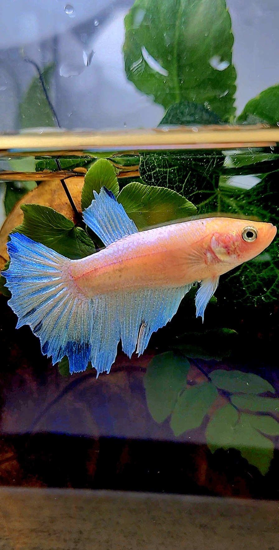 XL FEMALE HALFMOON WHITE BLUE BETTA FISH