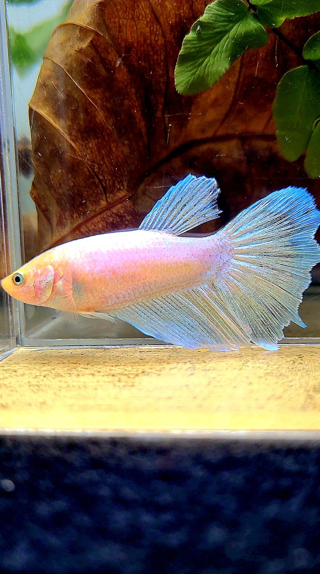 XL FEMALE HALFMOON WHITE OPAQUE BETTA FISH