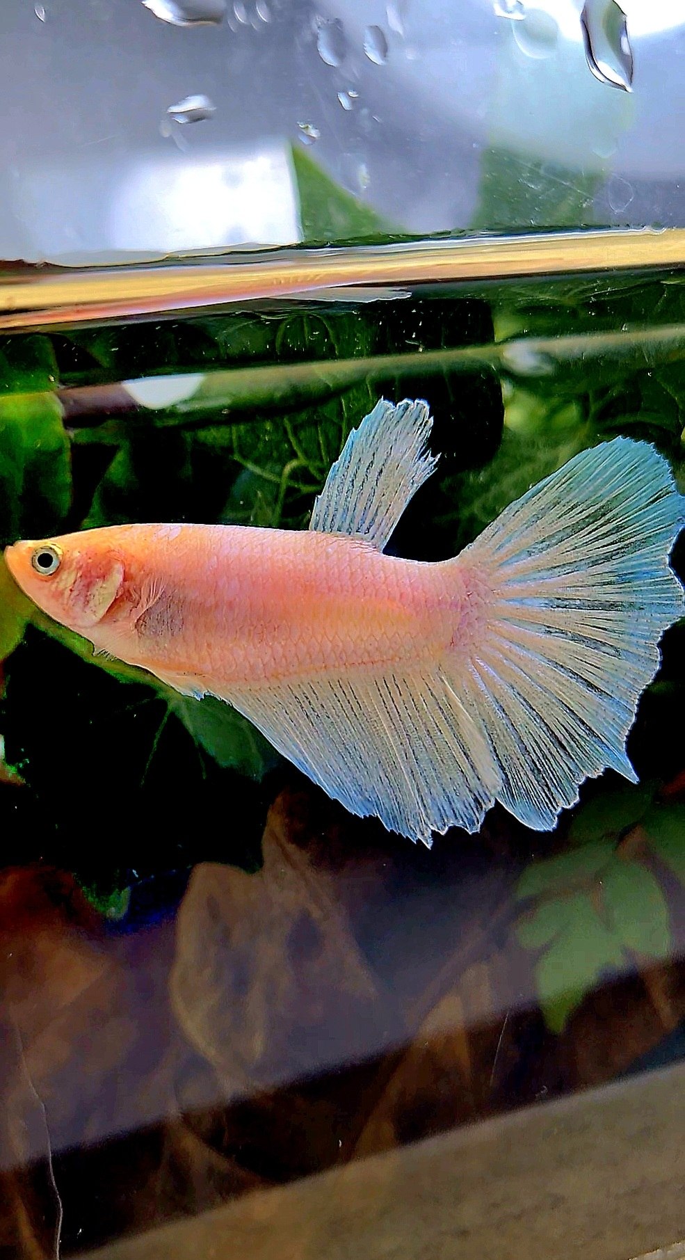 XL FEMALE HALFMOON WHITE OPAQUE BETTA FISH
