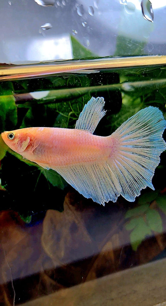 XL FEMALE HALFMOON WHITE OPAQUE BETTA FISH