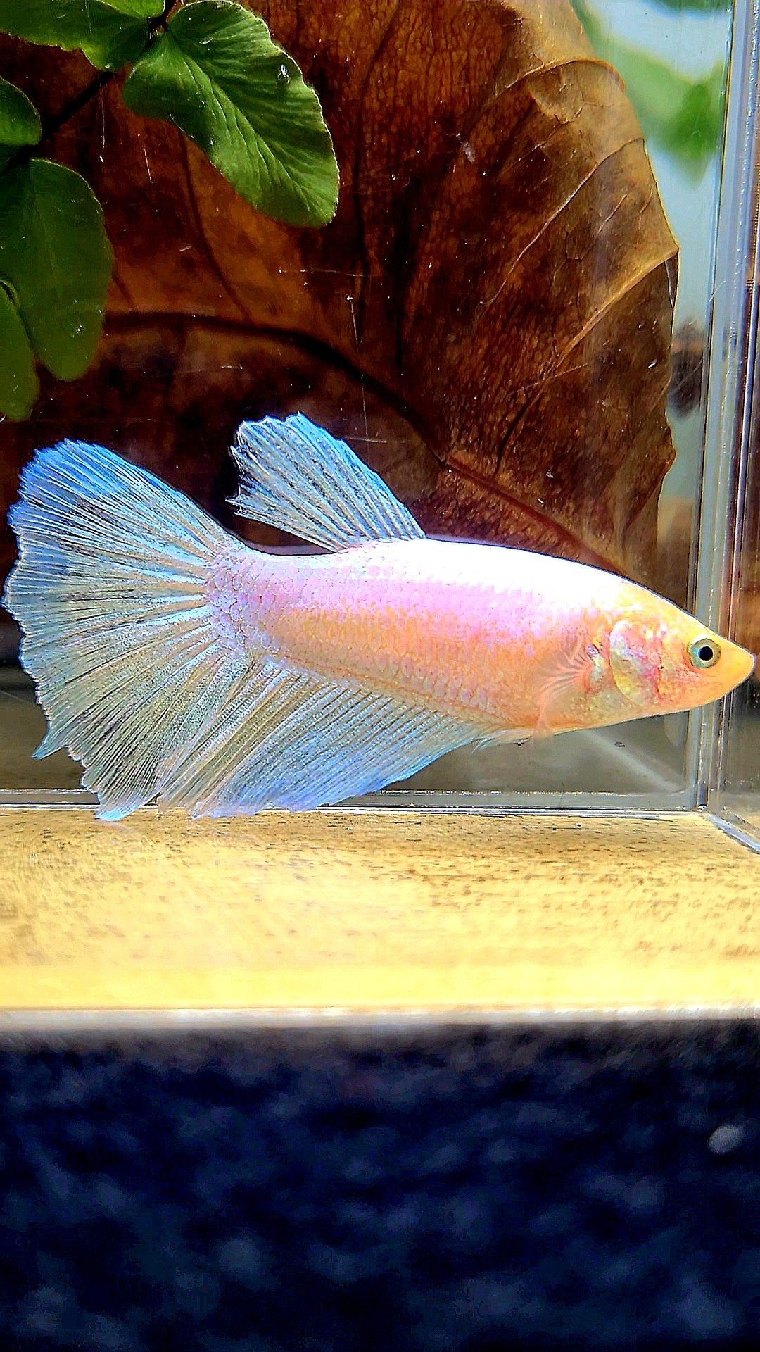 XL FEMALE HALFMOON WHITE OPAQUE BETTA FISH